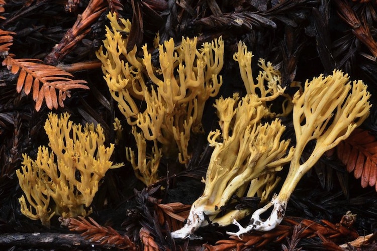 Phaeoclavulina myceliosa