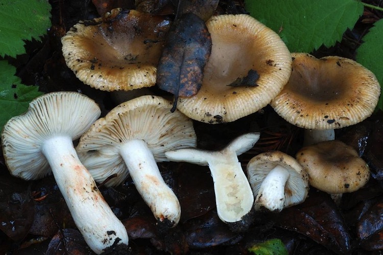 Russula cerolens group