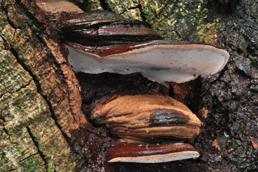 Ganoderma brownii